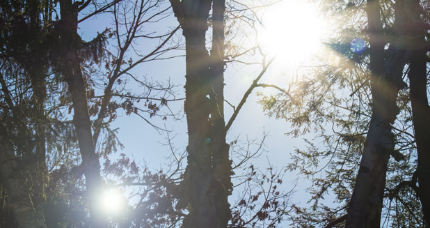 sun streaming through the trees